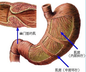 如何預(yù)防胃反酸